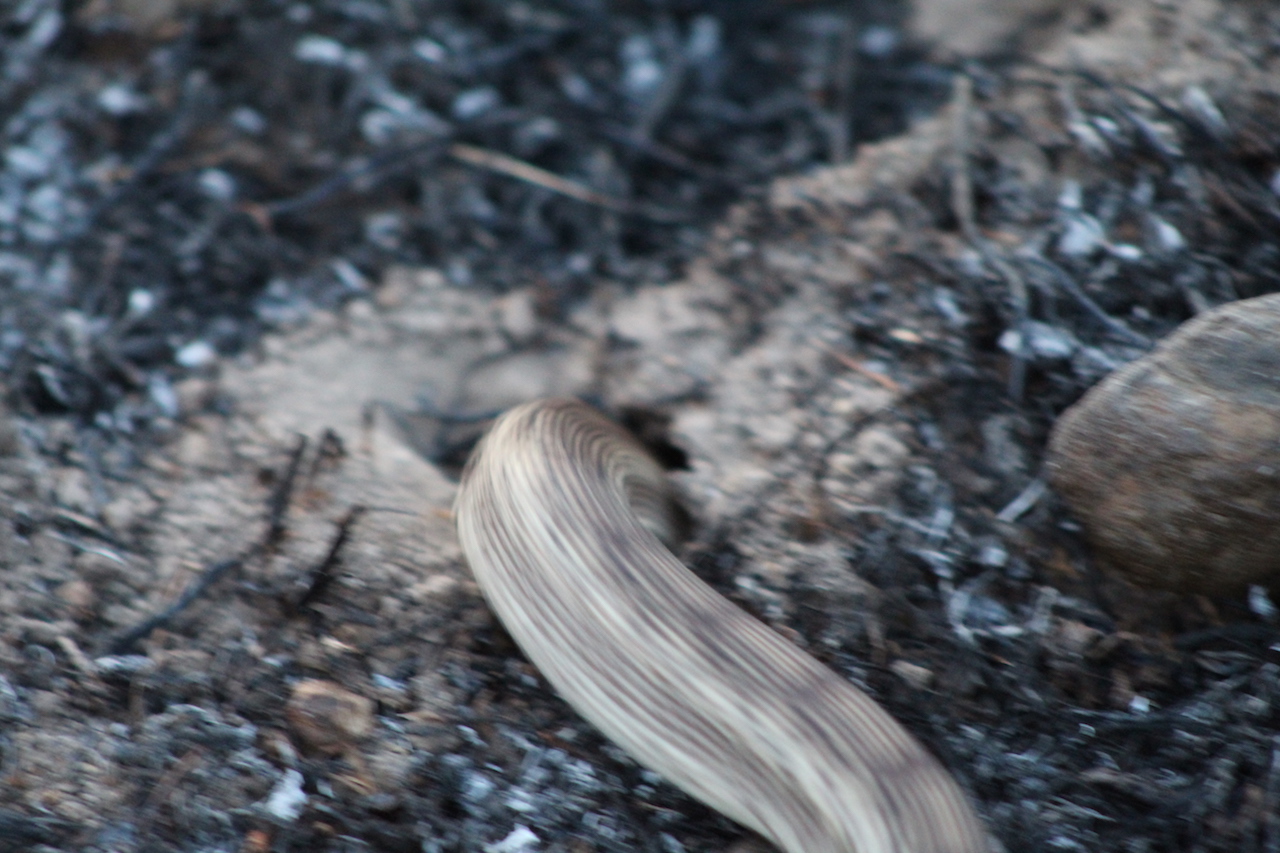 Pacific Gophersnake fleeing into a hole