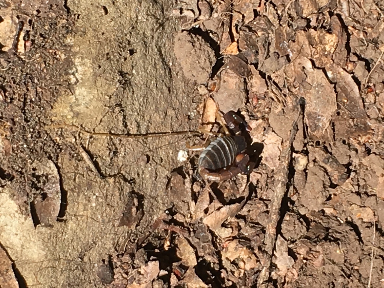Scorpion