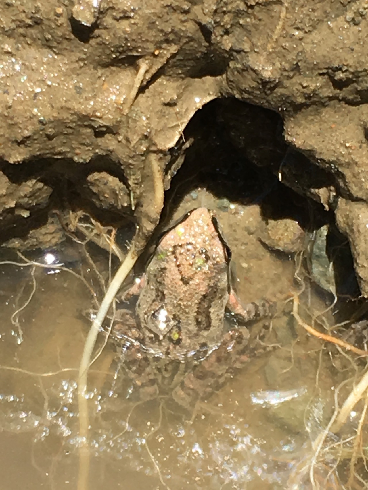 Northern Pacific Treefrog
