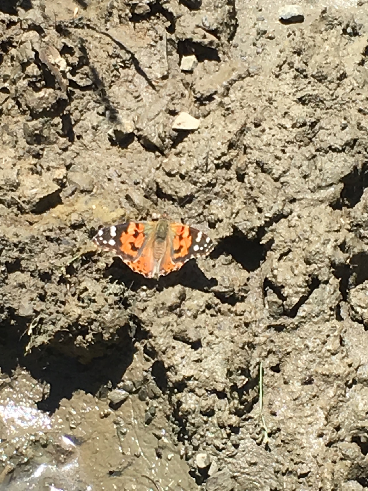 American Painted Lady Butterfly