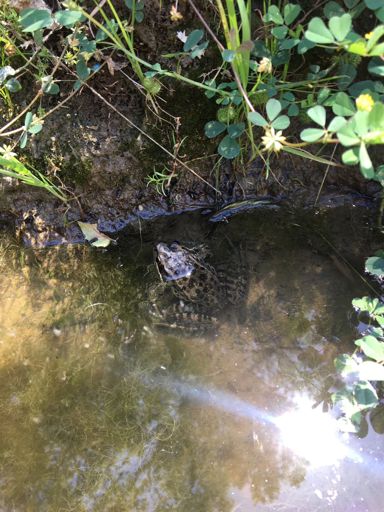 Unidentified Frog