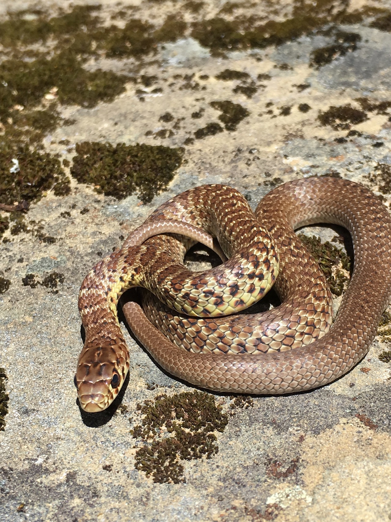 Yellow-Bellied Racer on rock