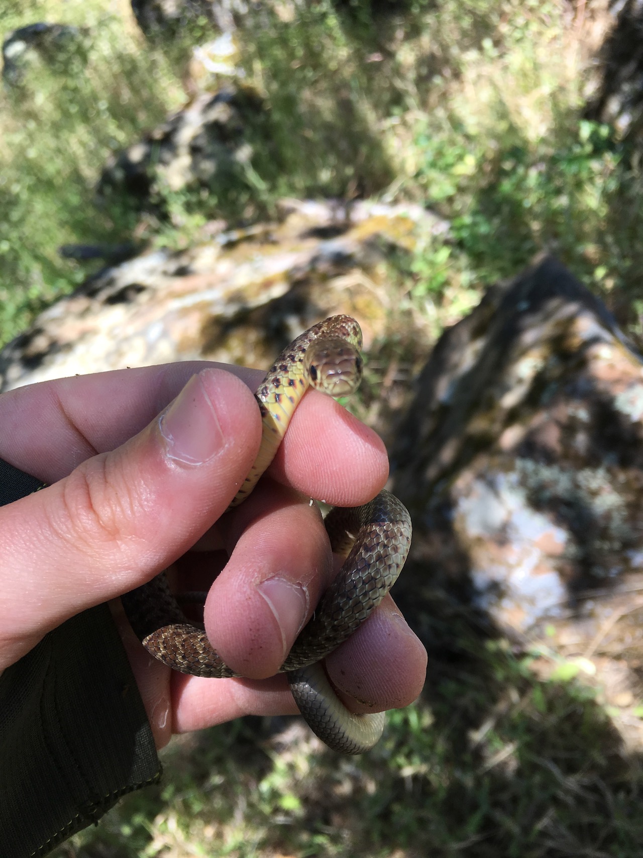 Yellow-Bellied Racer in hand