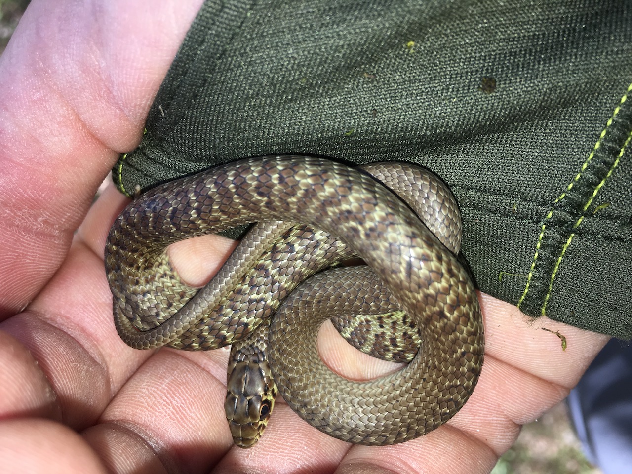 Yellow-Bellied Racer