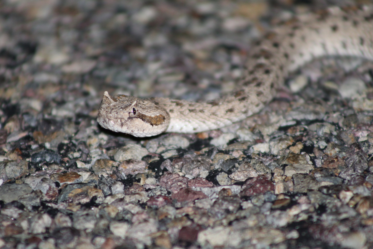 Colorado Sidewinder