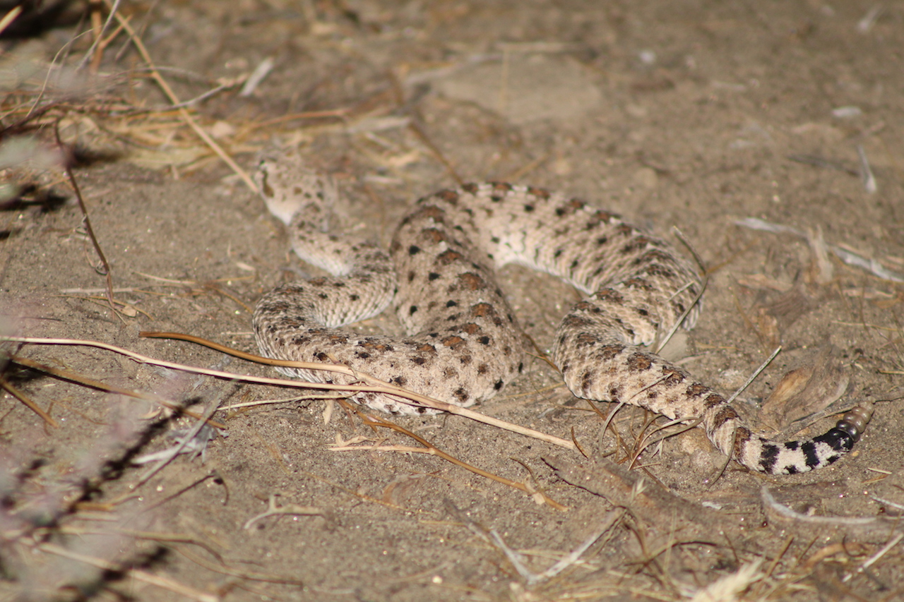 Colorado Sidewinder