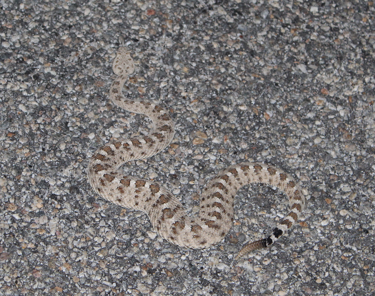 Colorado Sidewinder