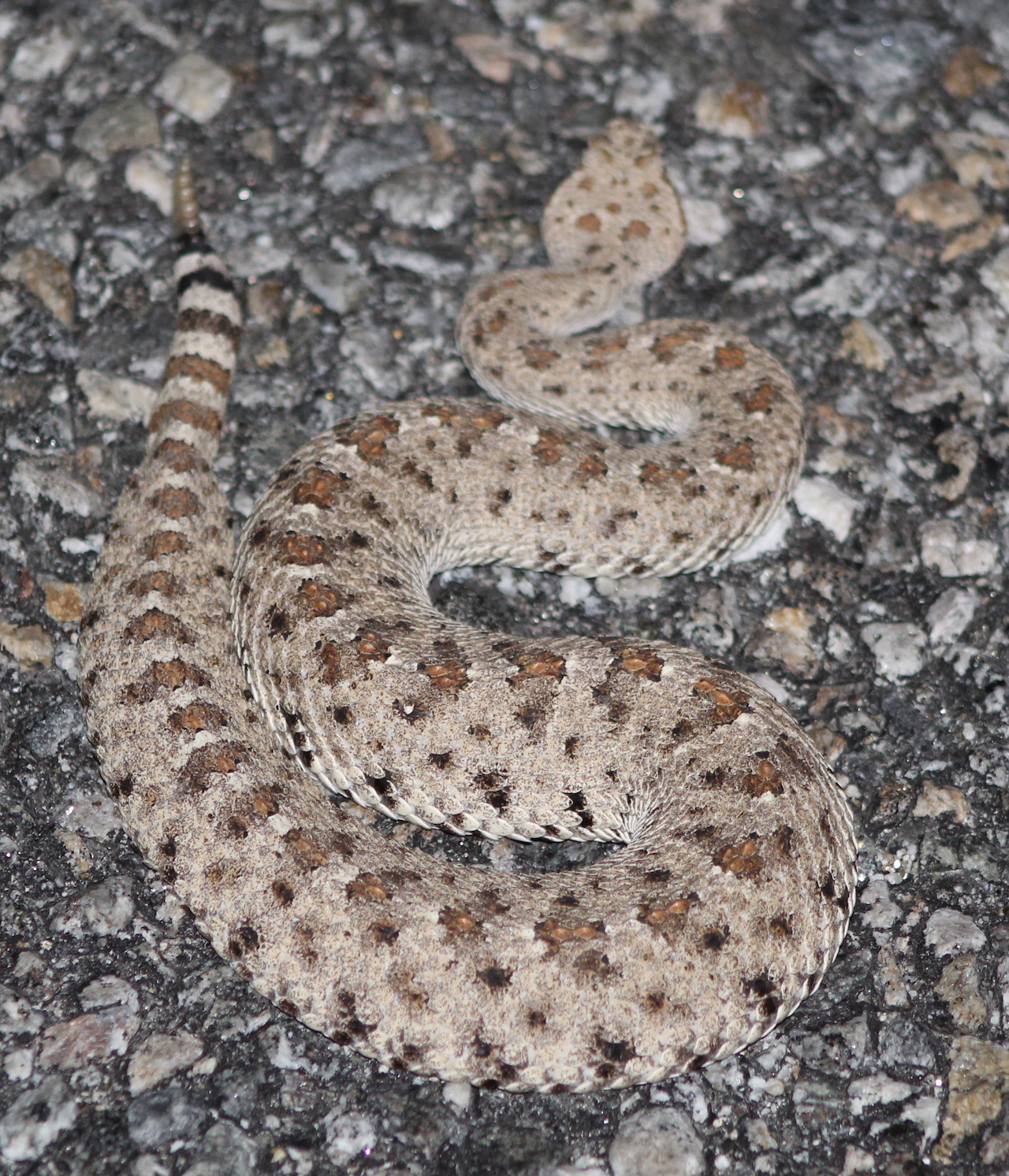 Colorado Sidewinder