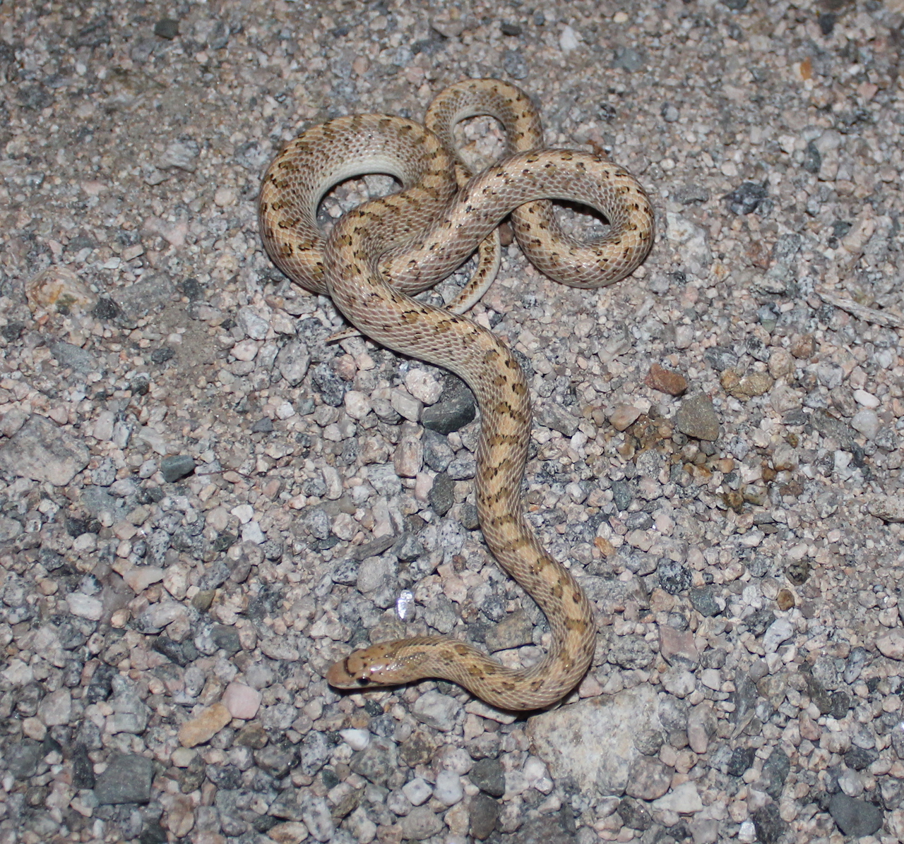 Desert Glossy Snake