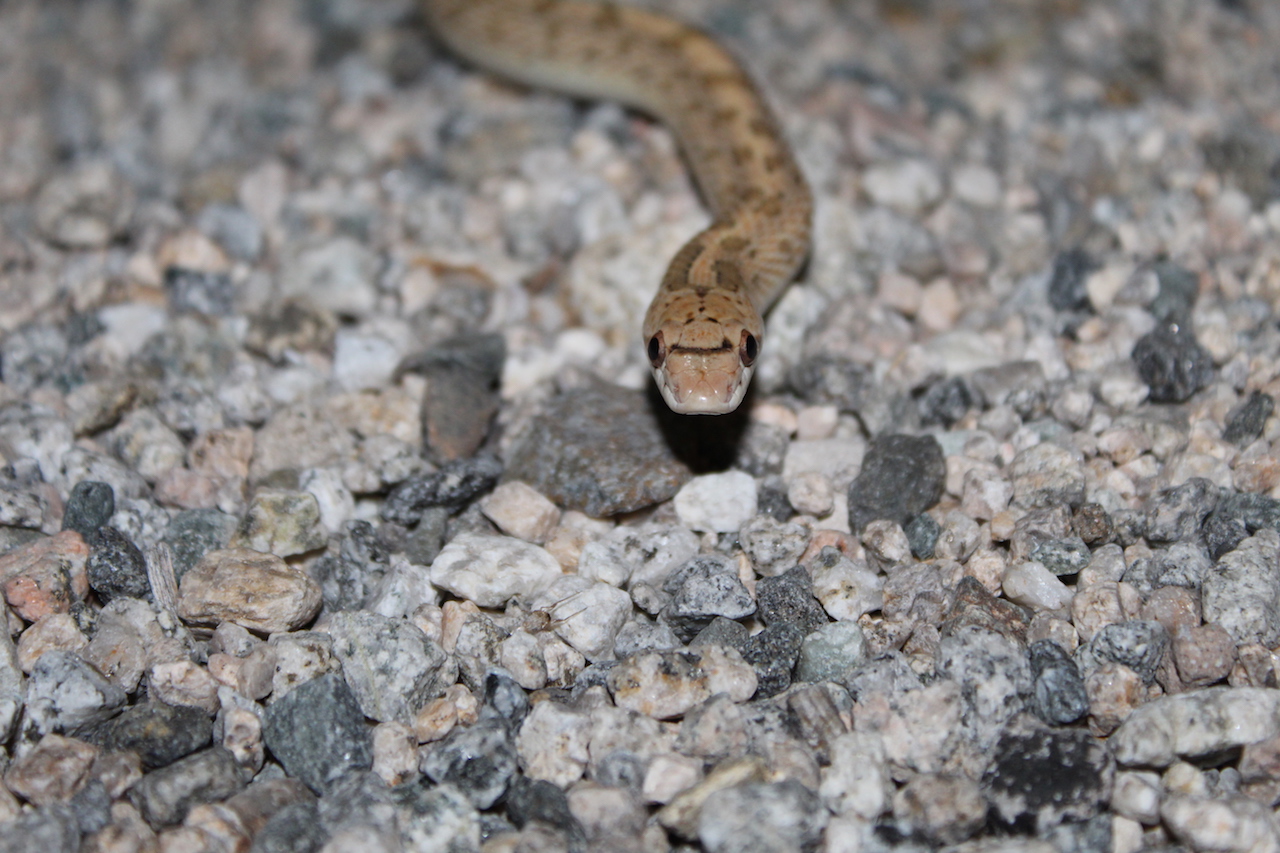 Desert Glossy Snake