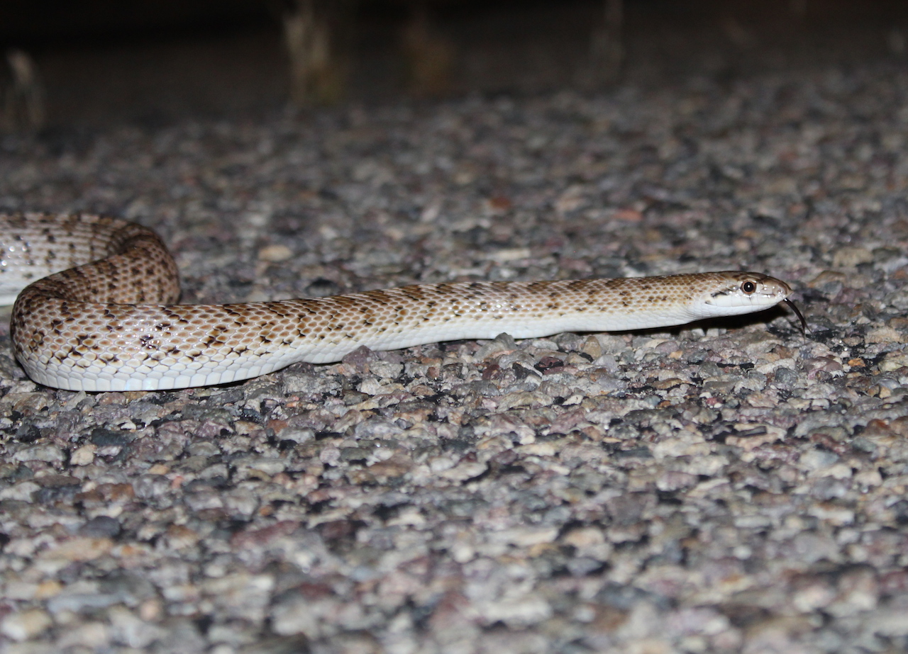 Desert Glossy Snake