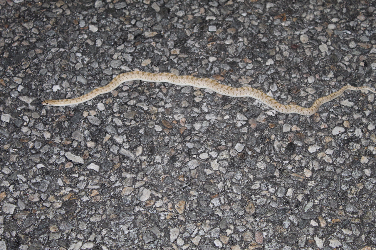 Desert Glossy Snake