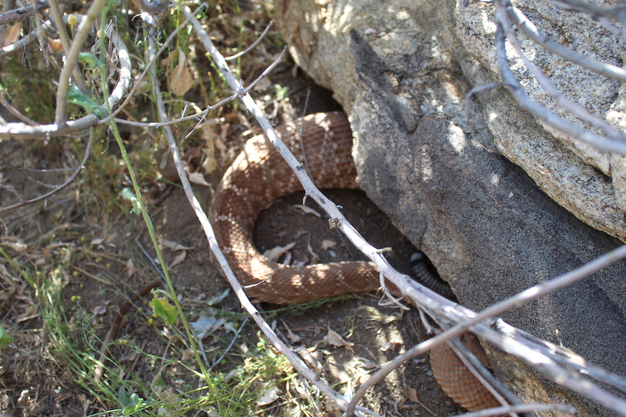 Red Diamond Rattlesnake