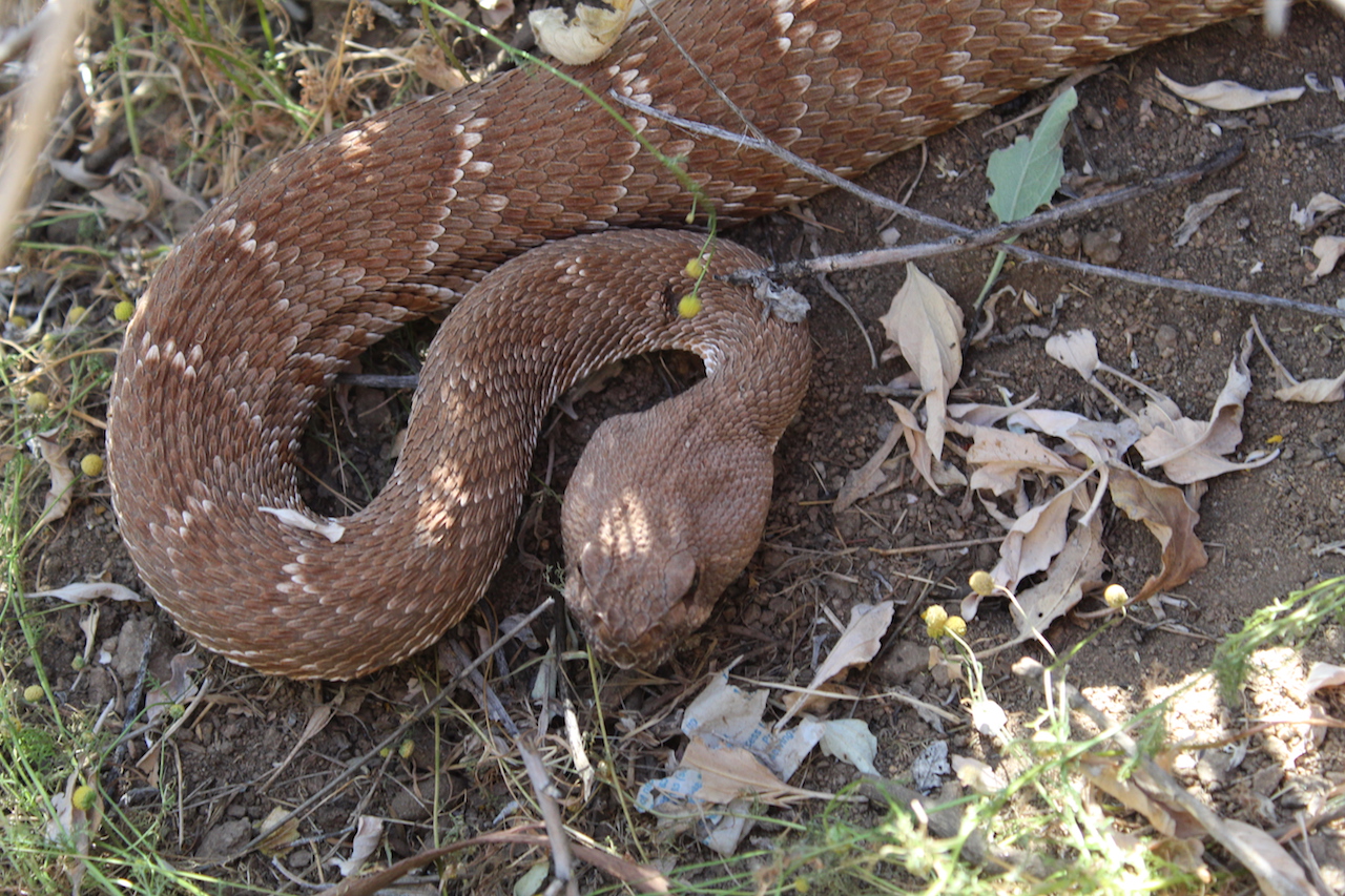 Red Diamond Rattlesnake