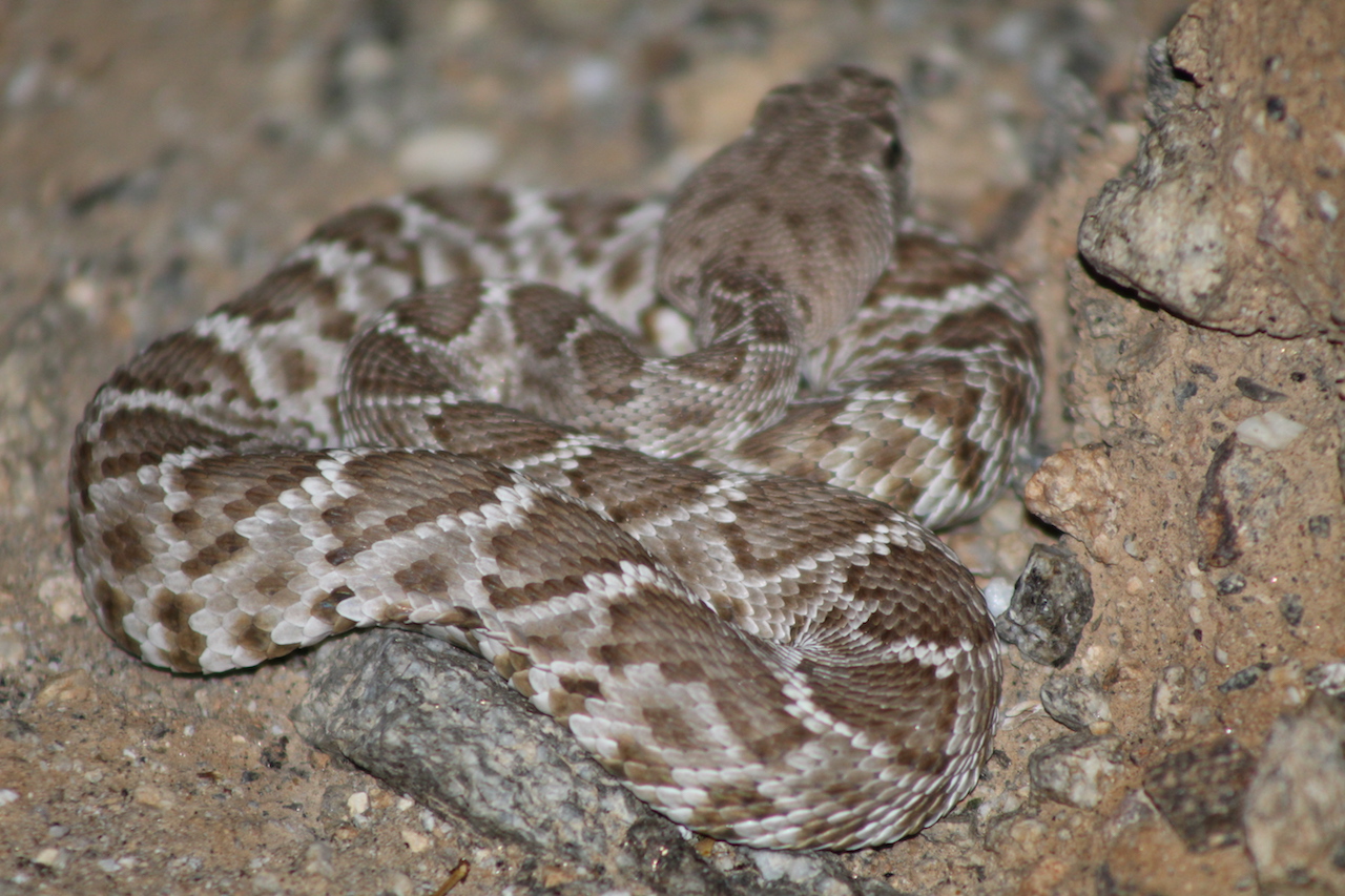 Red Diamond Rattlesnake