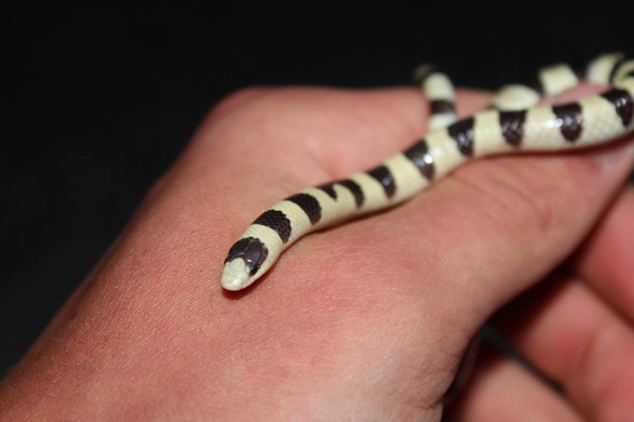 Colorado Shovel-Nose Snake