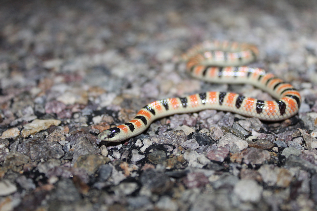 Colorado Shovel-Nose Snake