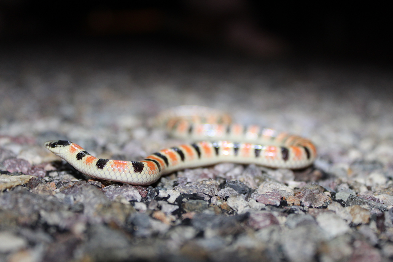 Colorado Shovel-Nose Snake