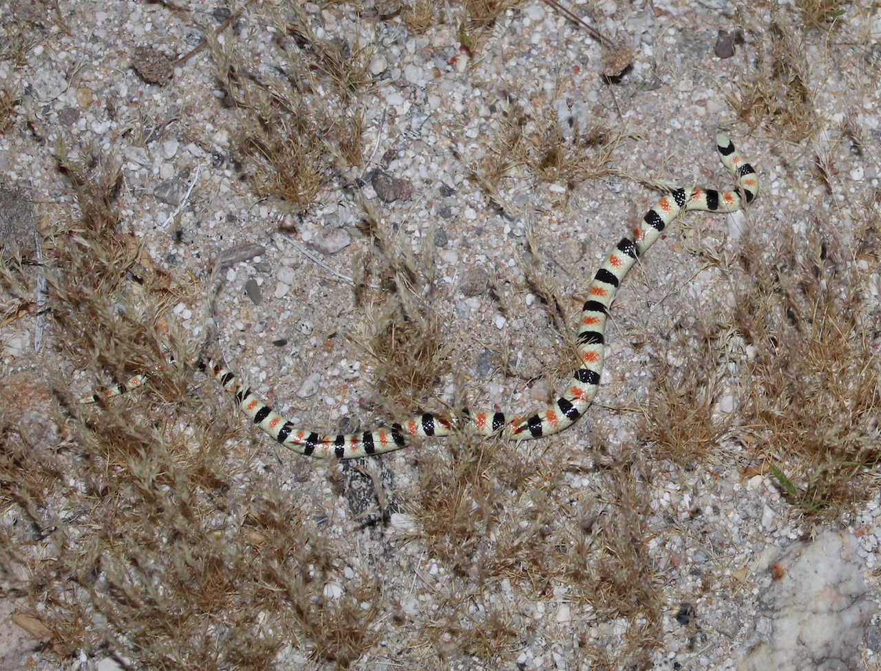 Colorado Shovel-Nose Snake