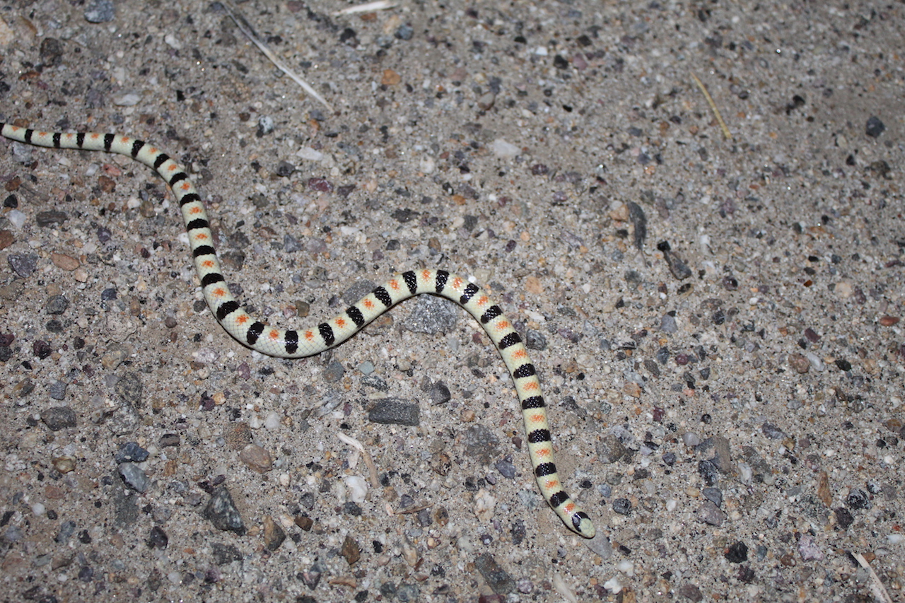 Colorado Shovel-Nose Snake