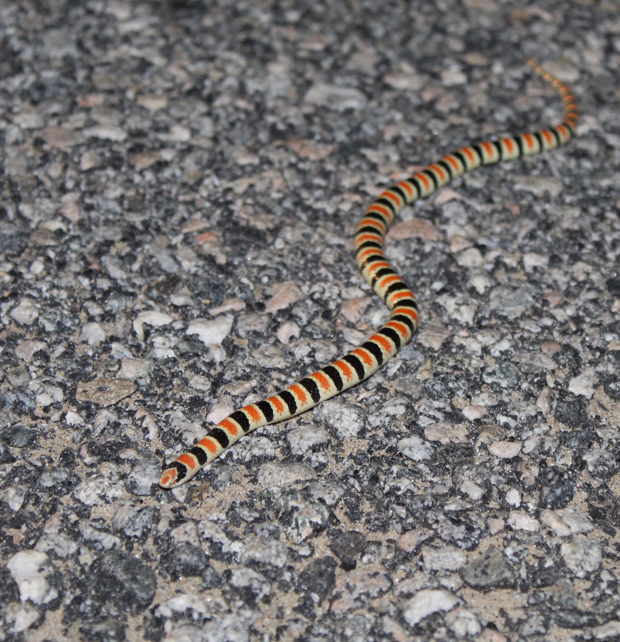 Colorado Shovel-Nose Snake