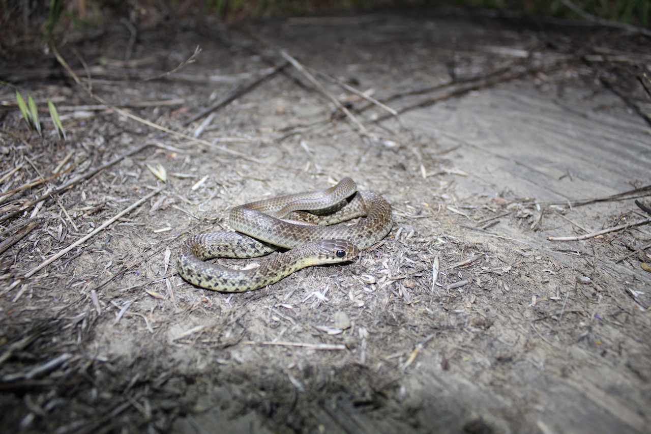 Juvenile Western Racer