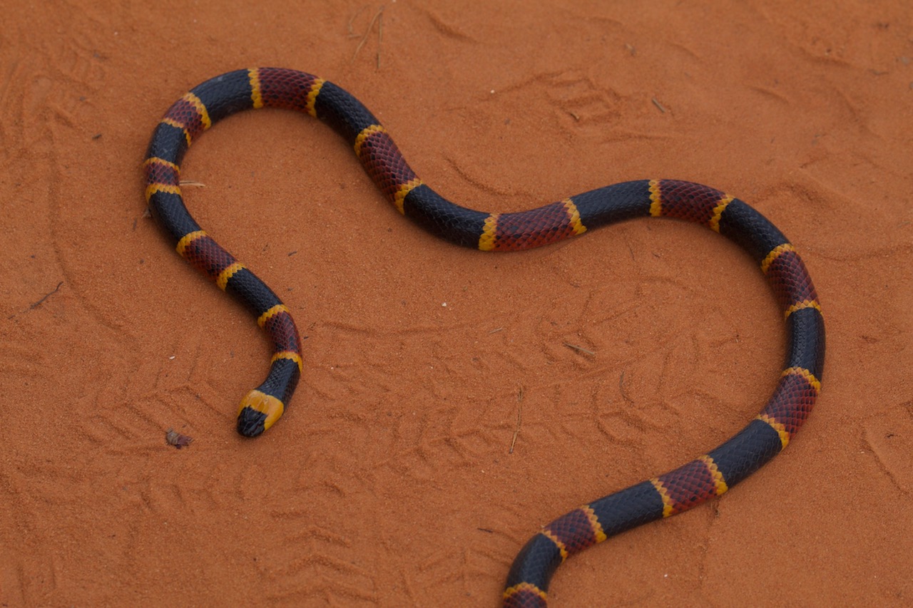 Eastern Coralsnake