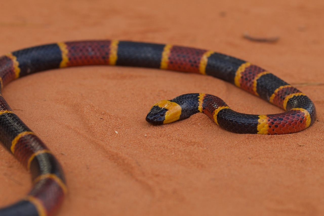 Eastern Coralsnake