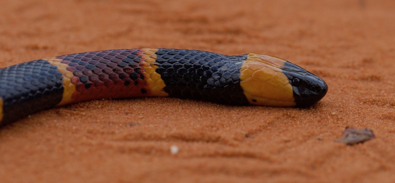 Eastern Coralsnake