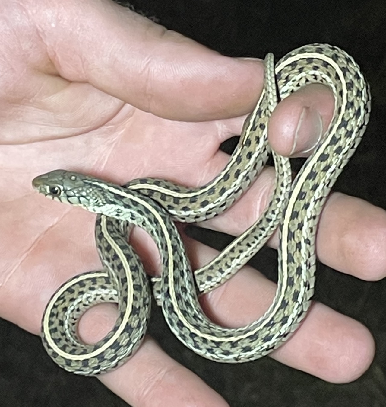 Eastern Gartersnake