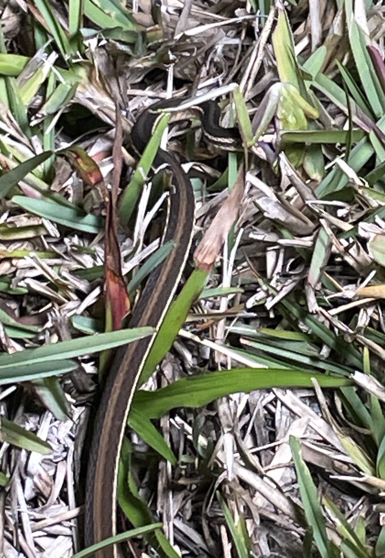 Peninsula Ribbonsnake eating a green treefrog