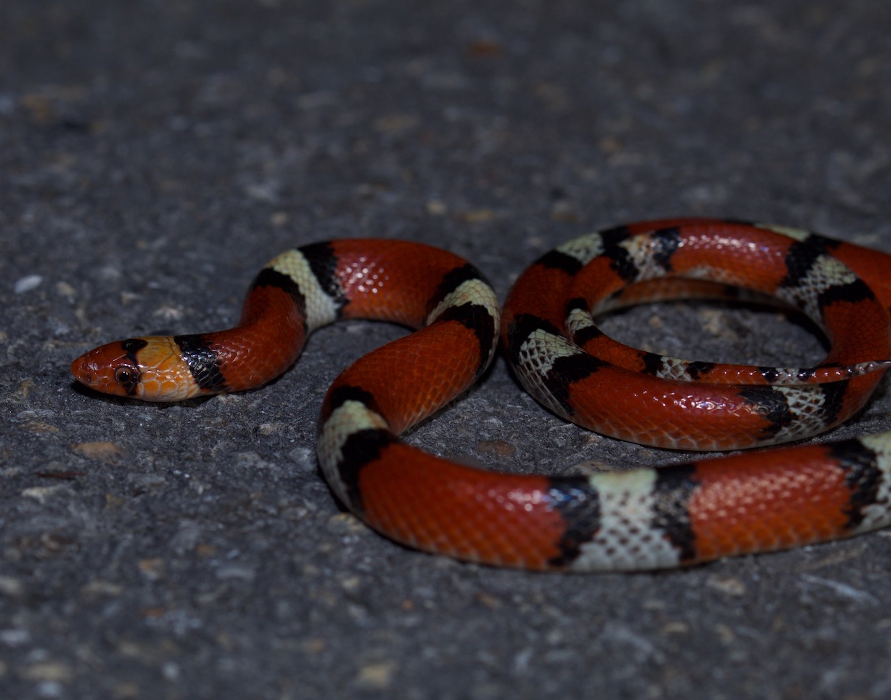 Scarlet Snake