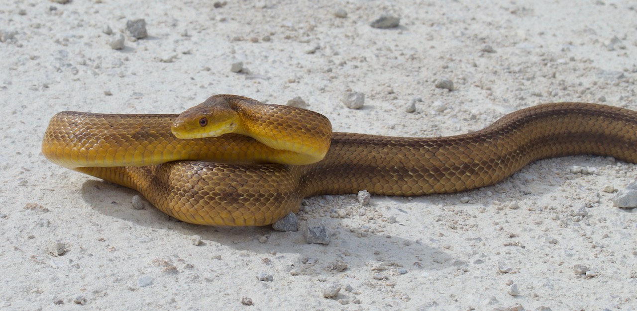 Yellow Ratsnake