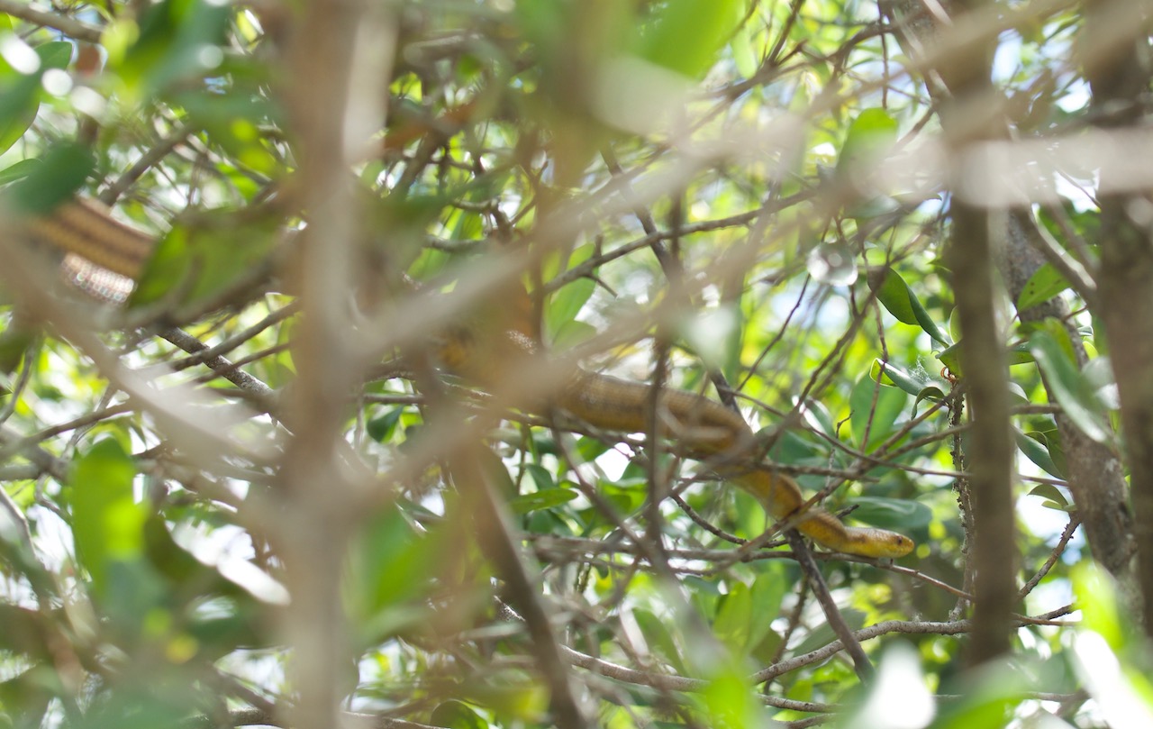 Yellow Ratsnake