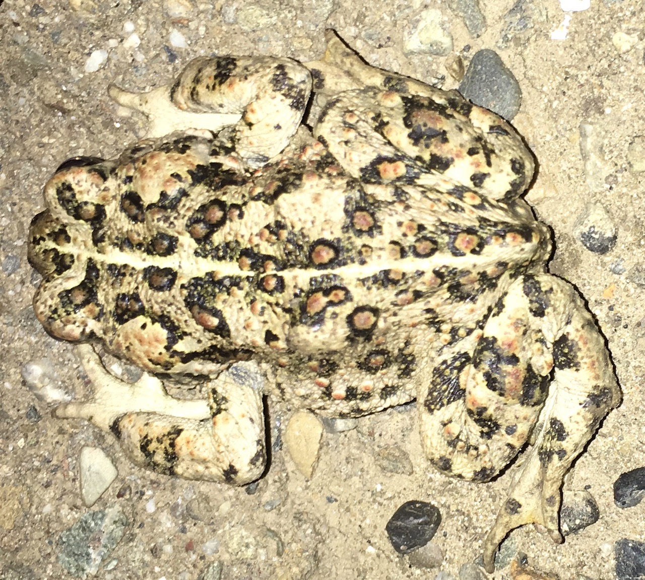 California Toad