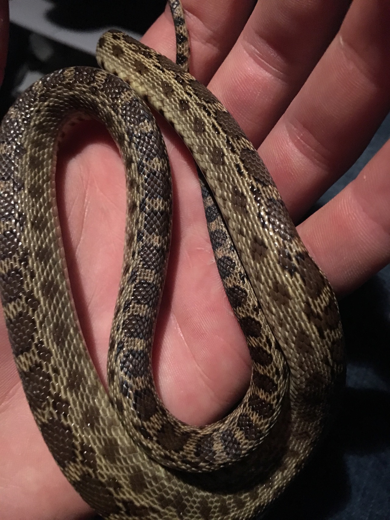 Pacific Gophersnake pattern