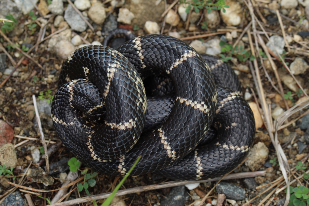 Eastern Kingsnake