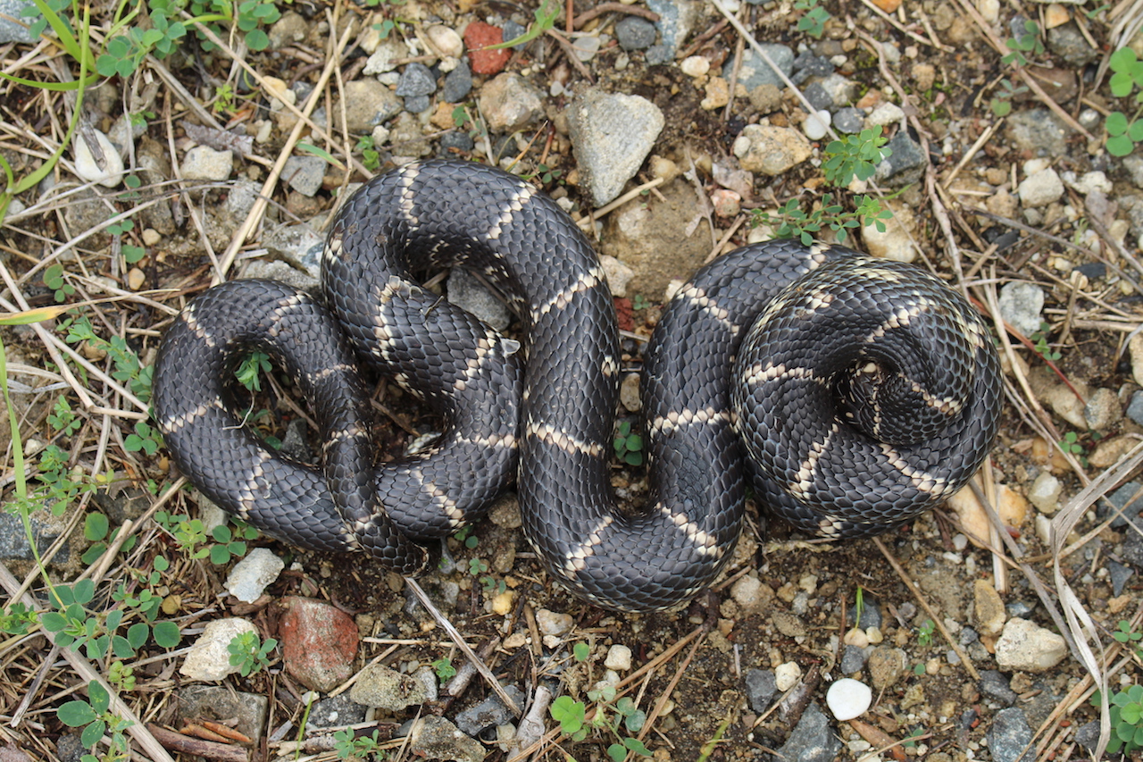 Eastern Kingsnake