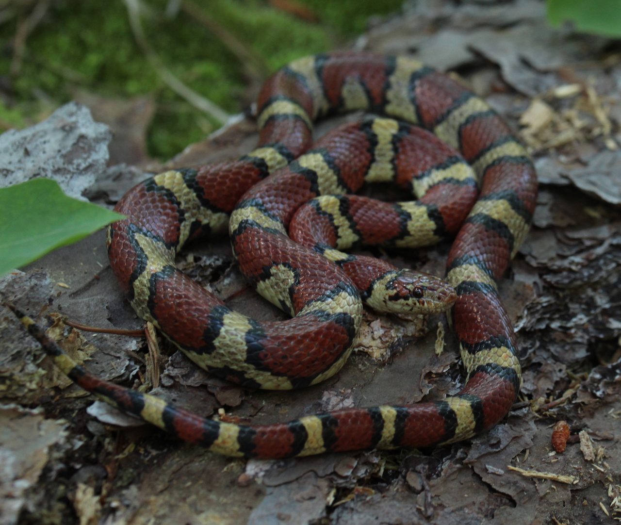 Coastal Plains Milksnake