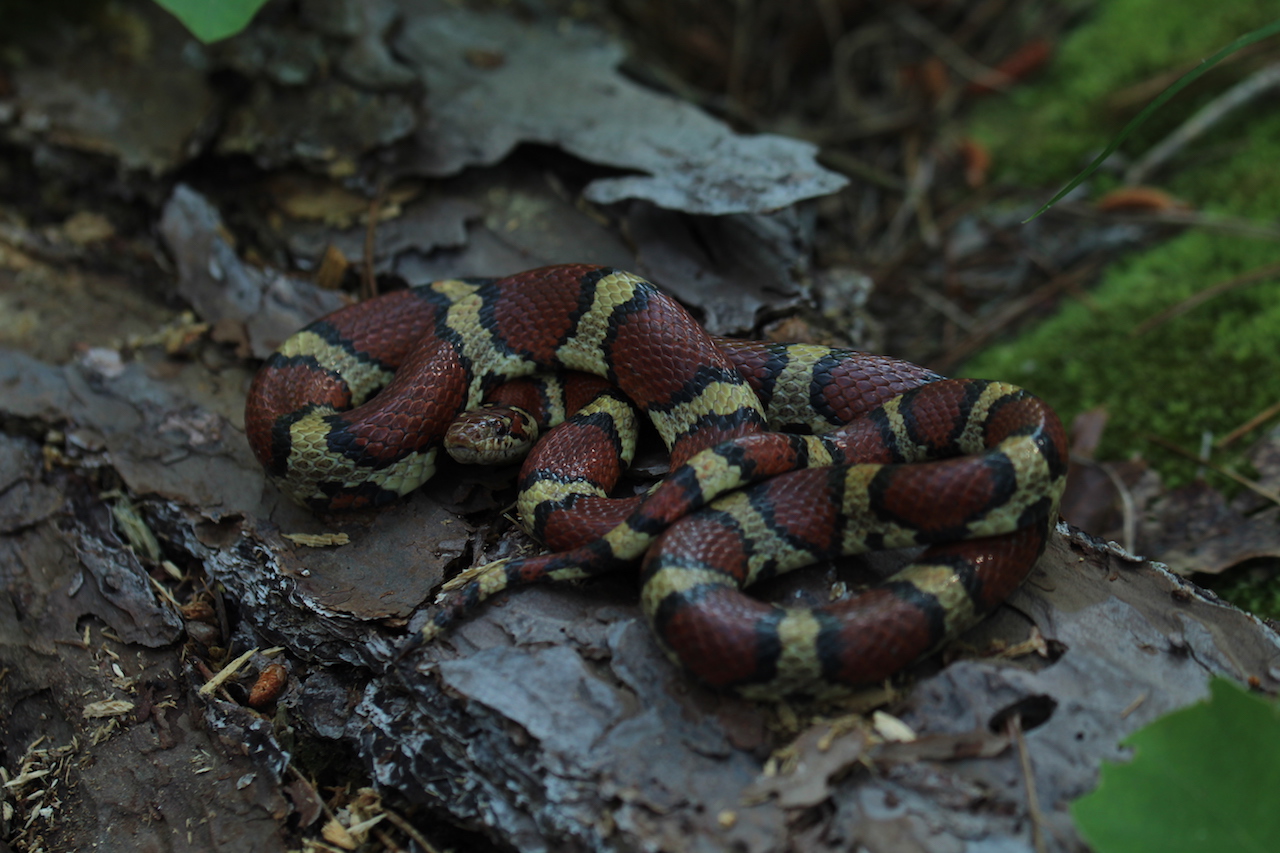 Coastal Plains Milksnake