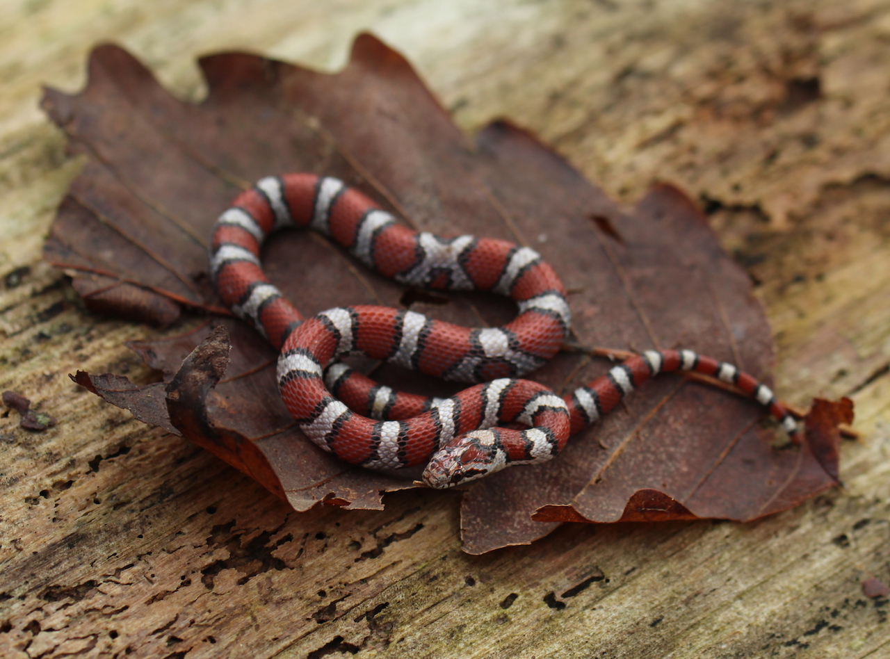 Coastal Plains Milksnake