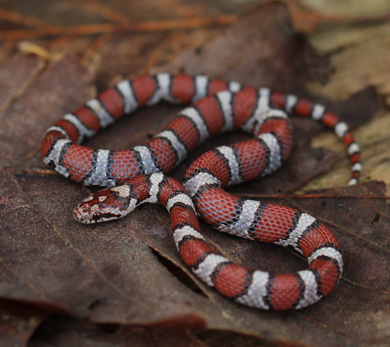 Coastal Plains Milksnake