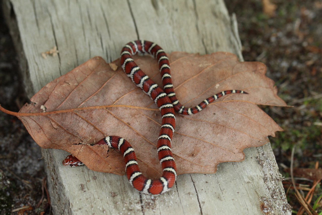 Coastal Plains Milksnake