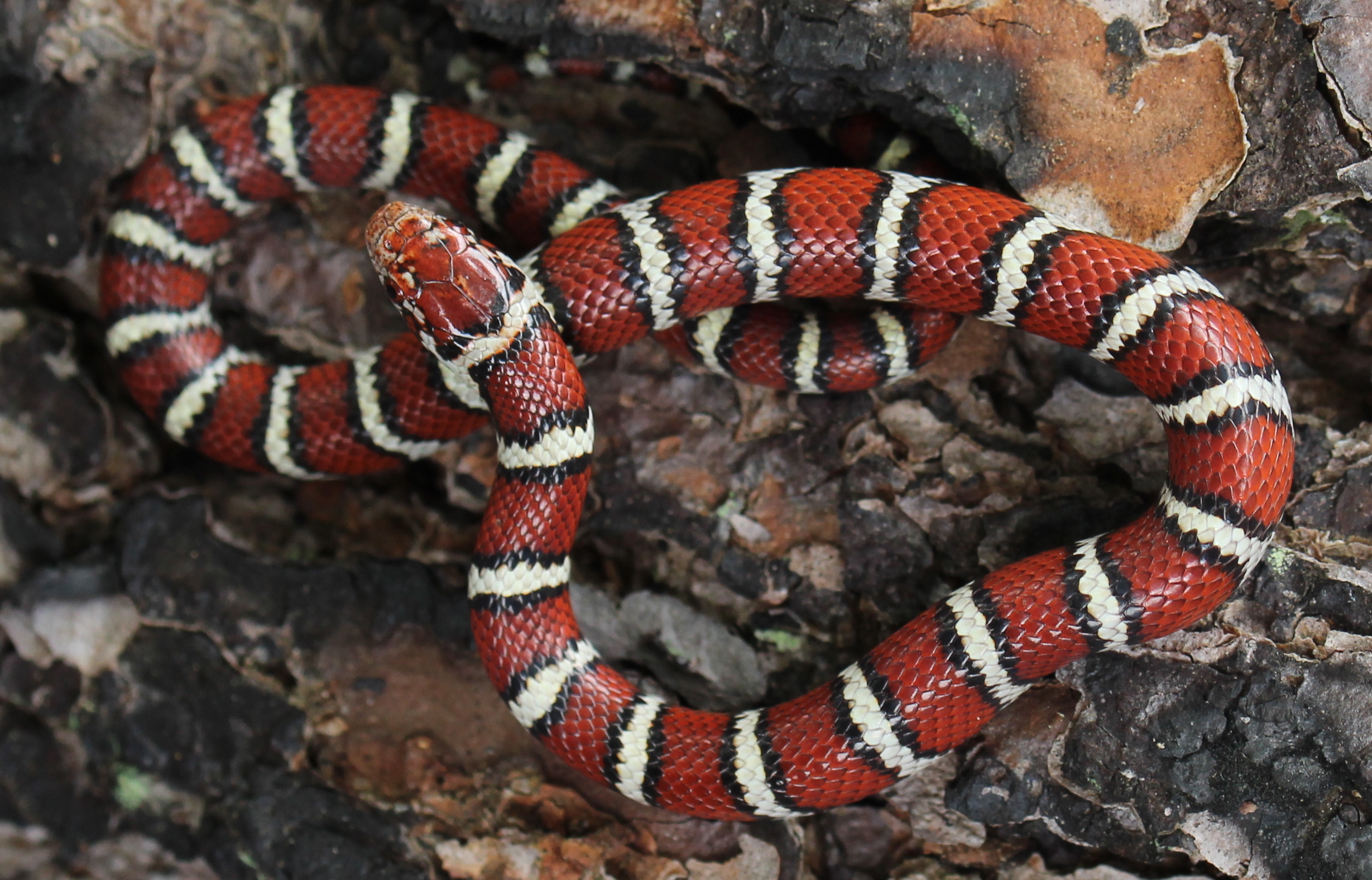 Coastal Plains Milksnake