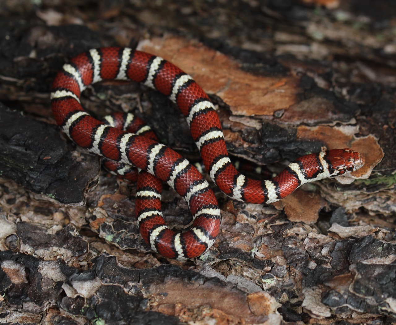 Coastal Plains Milksnake