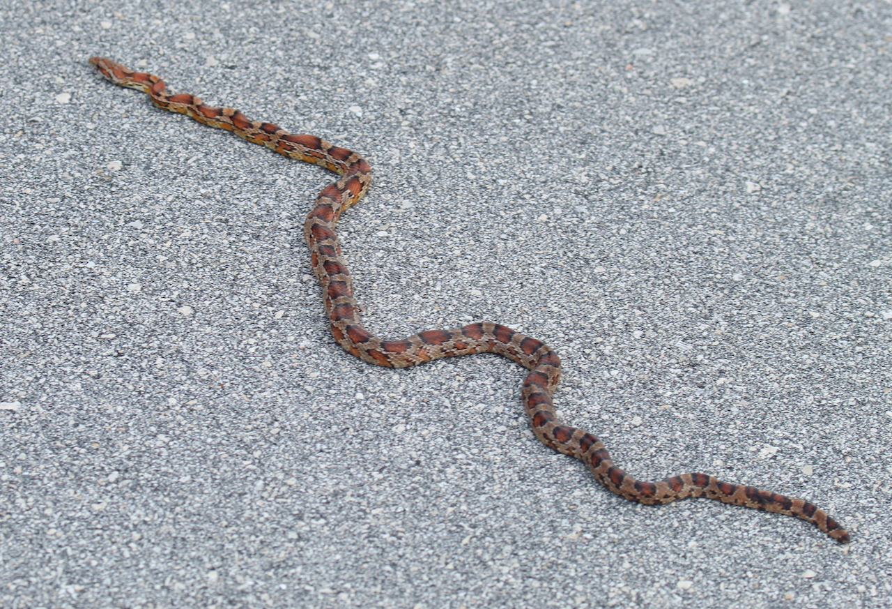 Corn Snake