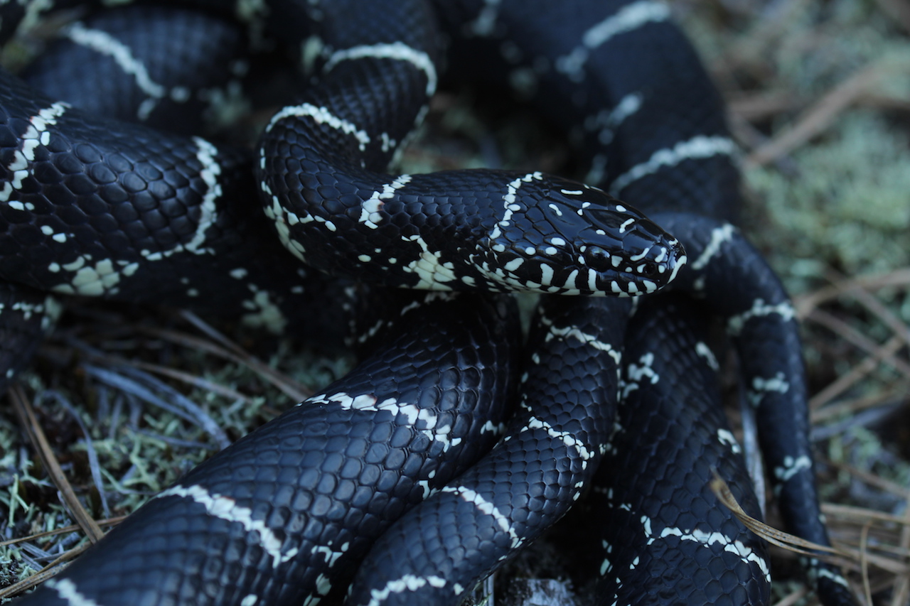 Eastern Kingsnake