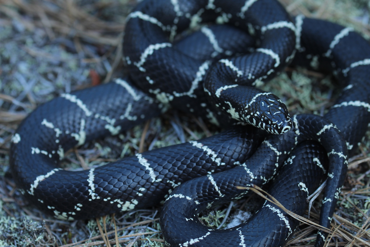 Eastern Kingsnake