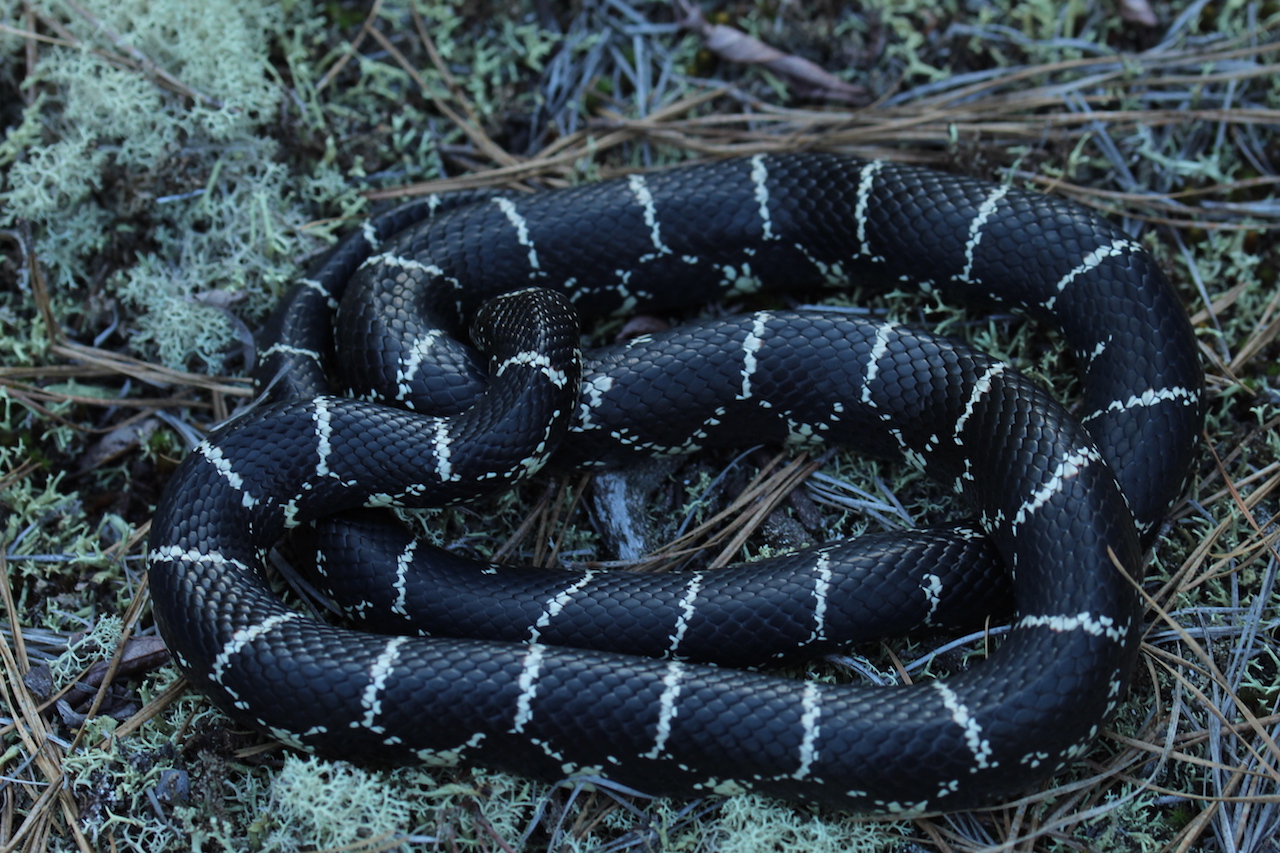 Eastern Kingsnake