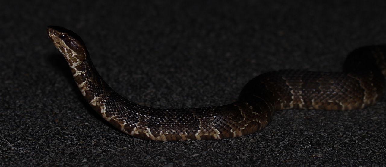 Florida Cottonmouth